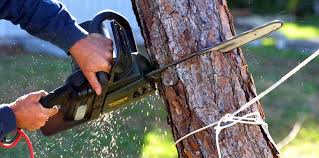 Best Soil Testing and Treatment  in Kings Park West, VA