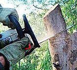 Best Tree Removal  in Kings Park West, VA