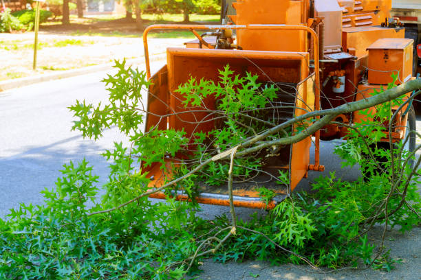 Best Lawn Mowing  in Kings Park West, VA