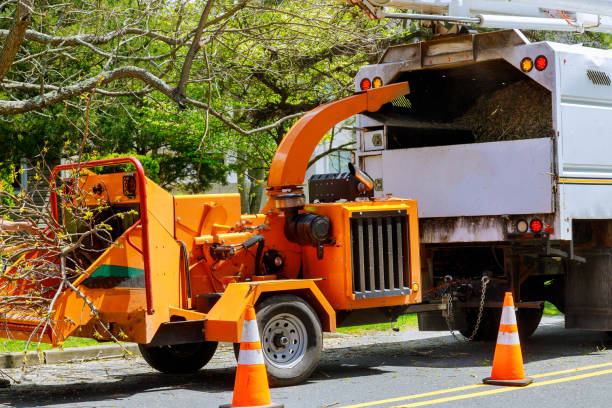 Best Palm Tree Trimming  in Kings Park West, VA