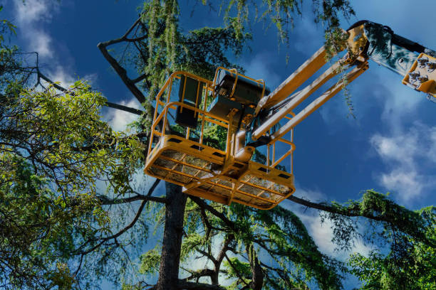 Best Tree Trimming and Pruning  in Kings Park West, VA