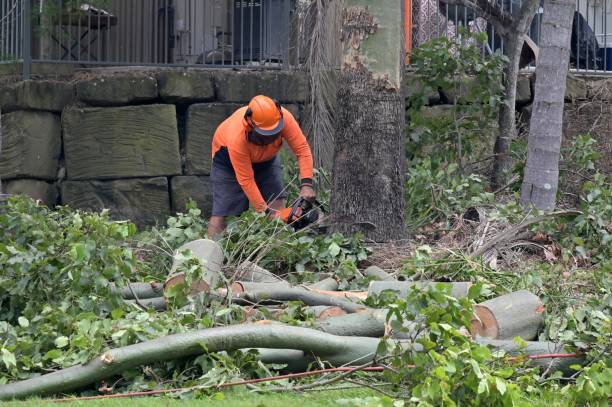 How Our Tree Care Process Works  in  Kings Park West, VA